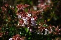 white flower