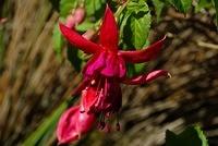 fuschia flower