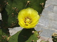 Cactus Flower