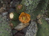 Cactus Flower