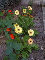 Gerbera looking for the sun.