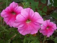 pink_morning_glory