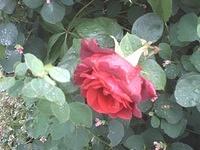 red_rose