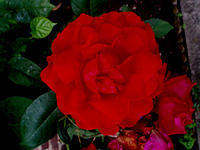 rose 1