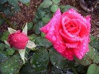 rose_pink_kardinal
