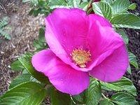 rose_rosa_rugosa_pink_3