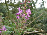 rosebay_willowherb_IOW_sw.JPG