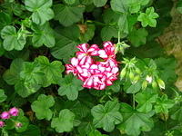 striped_geranium_IOW_sw.JPG