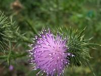 thistle