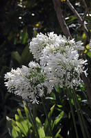 white flowers.jpg