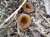 fungi_cup_1