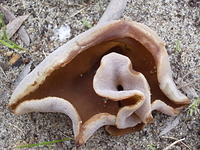 fungi_cup_4