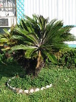 palm_tree_small.jpg