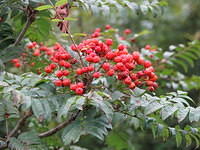 rowan_berries_or_mountainash_sw.JPG