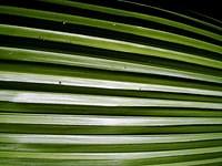 Leaf closeup @ Casa de Rui Barbosa, Rio de Janeiro