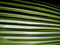 Leaf closeup @ Casa de Rui Barbosa, Rio de Janeiro