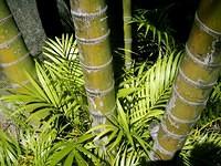 Plants @ Casa de Rui Barbosa, Rio de Janeiro