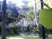 Leaf (passion fruit plant)