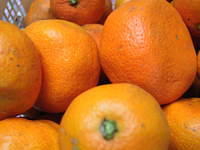 satsuma