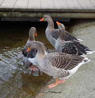 Geese at edge of water