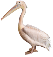 Pelican.PNG