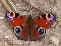 TT_peacock_butterfly.jpg