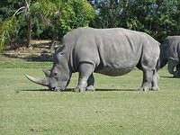rhino grazing