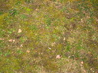 Moss