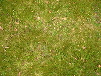 Grass