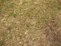 Short dry grass