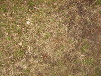 Short dry grass