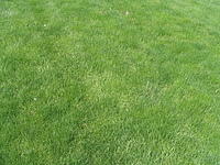 grass_003