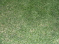 grass_004