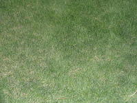 grass_004