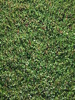 grass_2.jpg