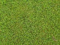 grass_clover_TT7010116.JPG