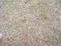 Grassy ground texture