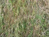 Grass/Field texture