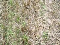 Grass/Field texture