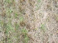 Grass/Field texture