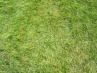 Grass texture