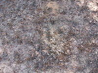 DSCF0579.JPG