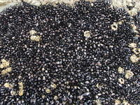 Shellfish on rock, Waimarama beach, Hawkes Bay, New Zealand