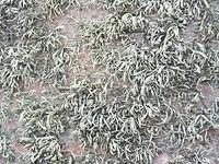 Weird lichens
