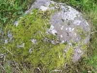 Mossy Rock