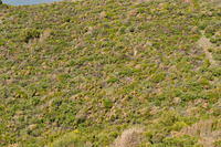 Mediterranean bushy terrain