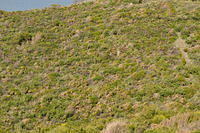 Mediterranean bushy terrain