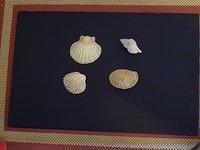 shells_texture_TT000069.JPG