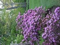 Flowers in a garden