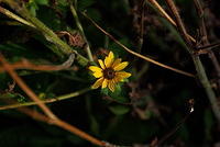 Brown-eyed susan